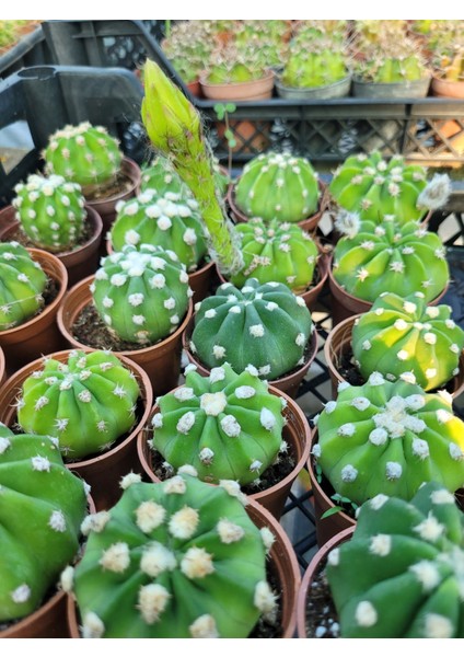 Echinopsis Subdenudata-Beyaz Çiçekaçar