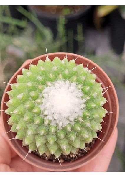 Mammillaria Polythele Inermis Kaktüs