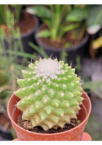 Mammillaria Polythele Inermis Kaktüs