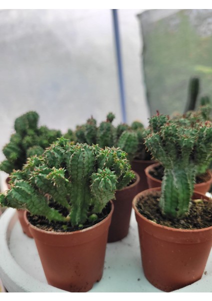 Euphorbia Submammillaris-Bol Yavrulu