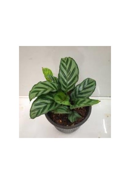 Calathea Louisae - Dua Çiçeği Kaladya - Ev Ofis Salon Iç Mekan Bitkisi - 40 cm