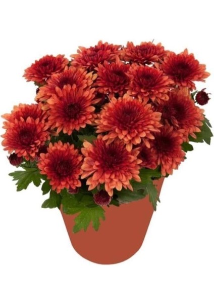 Isparta Gülü Hüzün Çiçeği Kırmızı Kasımpatı Krizantem 5-10 cm Chrysanthemum