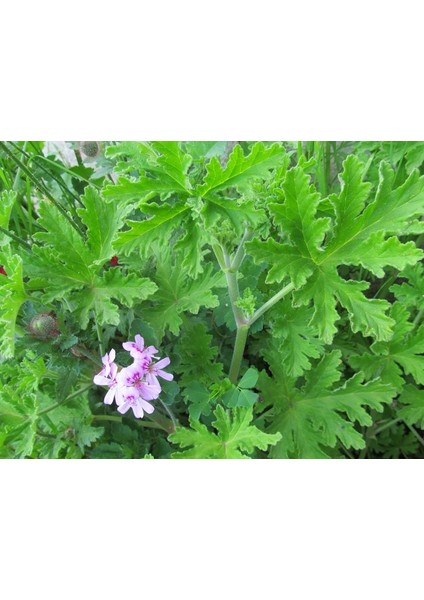 Geranium Seedling Rose Scented Itır Fidanı Fidesi Gül Kokulu 10-20 cm