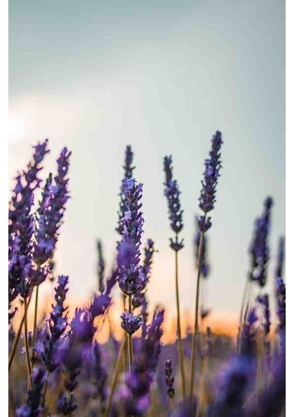 1-2 Yaş Arası Saksılı Lavanta (Lavandula) Fidanı - Hoş Kokulu ve Kolay Bakımlı