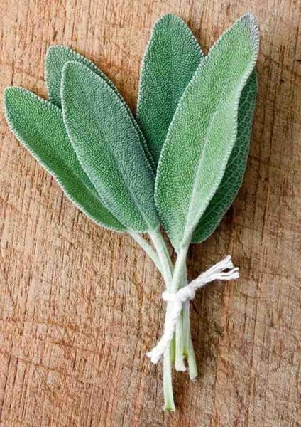 Şifalı Adaçayı Fidanı (Salvia Officinalis) - 1-2 Yaş Tüplü, Aromatik Bahçe Bitkisi
