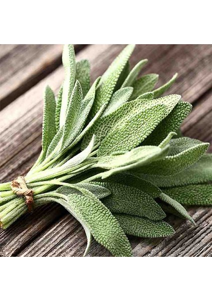 Şifalı Adaçayı Fidanı (Salvia Officinalis) - 1-2 Yaş Tüplü, Aromatik Bahçe Bitkisi