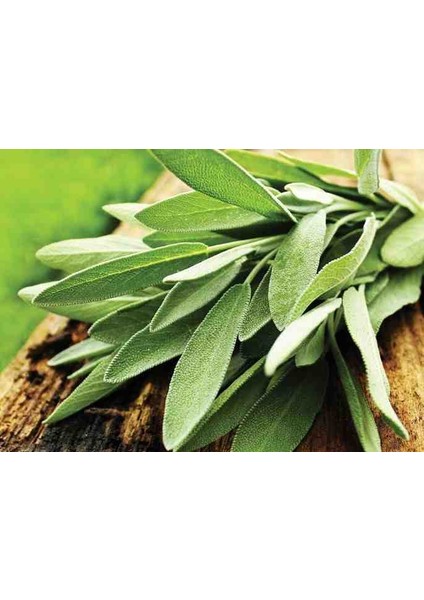 Şifalı Adaçayı Fidanı (Salvia Officinalis) - 1-2 Yaş Tüplü, Aromatik Bahçe Bitkisi
