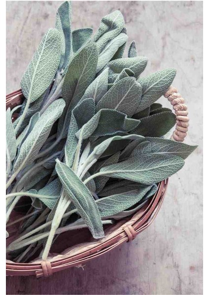 Şifalı Adaçayı Fidanı (Salvia Officinalis) - 1-2 Yaş Tüplü, Aromatik Bahçe Bitkisi