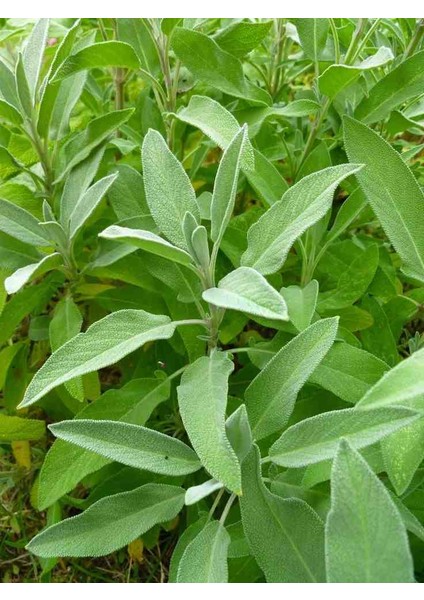 Şifalı Adaçayı Fidanı (Salvia Officinalis) - 1-2 Yaş Tüplü, Aromatik Bahçe Bitkisi