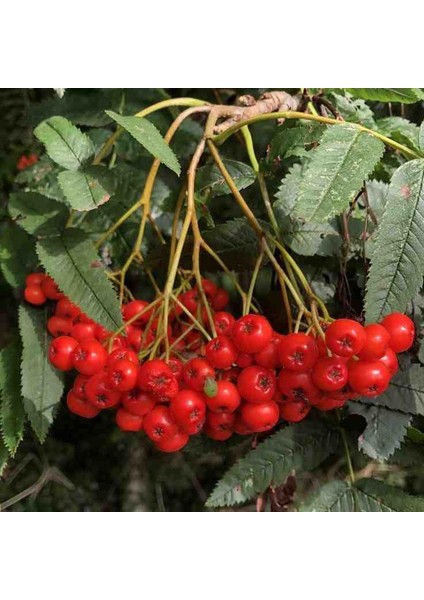 1-2 Yaş Arası Tüplü Üvez Ağacı (Sorbus Aucuparia) Fidanı - Soğuğa Dayanıklı ve Meyve Veren Fidan