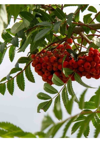 1-2 Yaş Arası Tüplü Üvez Ağacı (Sorbus Aucuparia) Fidanı - Soğuğa Dayanıklı ve Meyve Veren Fidan