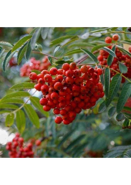 1-2 Yaş Arası Tüplü Üvez Ağacı (Sorbus Aucuparia) Fidanı - Soğuğa Dayanıklı ve Meyve Veren Fidan