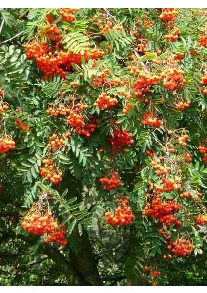 1-2 Yaş Arası Tüplü Üvez Ağacı (Sorbus Aucuparia) Fidanı - Soğuğa Dayanıklı ve Meyve Veren Fidan