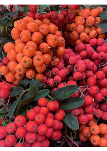 1-2 Yaş Arası Tüplü Üvez Ağacı (Sorbus Aucuparia) Fidanı - Soğuğa Dayanıklı ve Meyve Veren Fidan