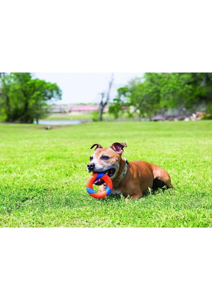 ! Ultra Ring Köpek Oyun Halkası fırsatları