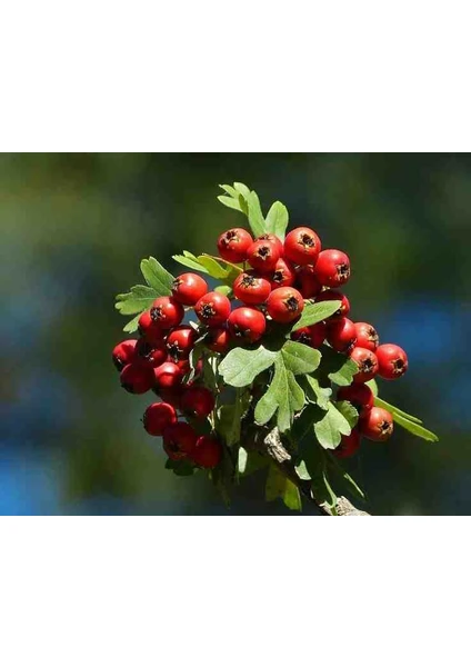 1-2 Yaş Arası Tüplü Alıç (Crataegus) Meyvesi Fidanı - Şifalı ve Dayanıklı Meyve Veren Fidan