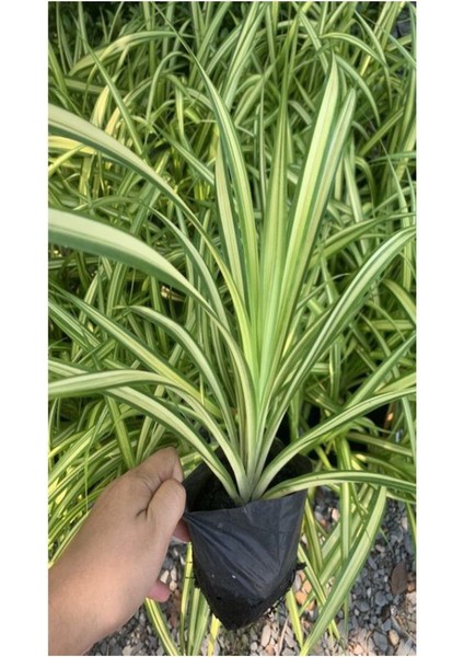 Kurdele Çiçeği (Chlorophytum Comosum) Saksıda 1 Adet 25-45CM