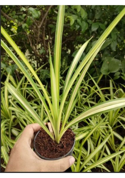 Kurdele Çiçeği (Chlorophytum Comosum) Saksıda 1 Adet 25-45CM