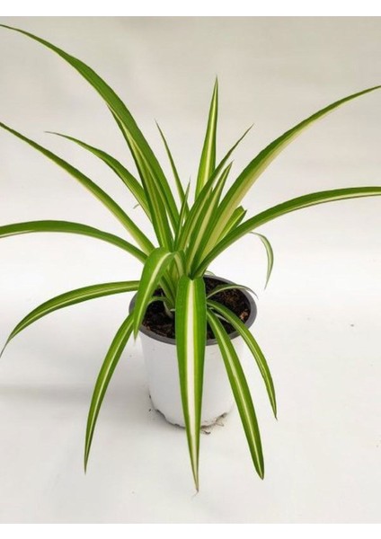 Kurdele Çiçeği (Chlorophytum Comosum) Saksıda 1 Adet 25-45CM