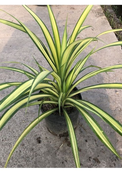 Alacalı Renk Kurdele Çiçeği 1 Adet Saksılı Büyük Boy 20-40CM
