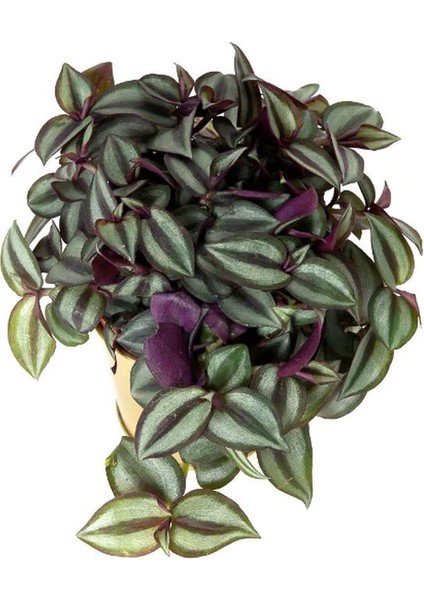 Zebra Telgraf Çiçeği 1 Adet Makrome Saksılı Tradescantia Zebrina fiyatları