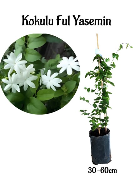 Yoğun Kokulu Ful Yasemin Çiçeği Sarmaşık Bitki 30-50CM(JASMINUM Grandiflorum)