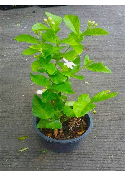 Yoğun Kokulu Ful Yasemin Çiçeği Sarmaşık Bitki 30-50CM(JASMINUM Grandiflorum)