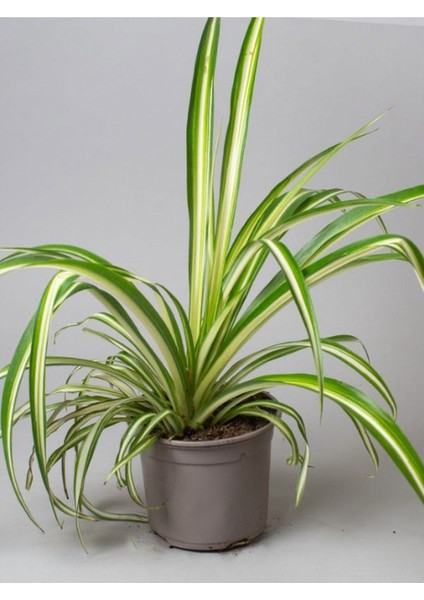 Dekoratif Salon Çiçeği Chlorophytum Comosum Kurdele Çiçeği 30-40CM fiyatları