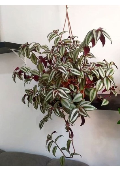 Tradescantia Zebrina Makrome Saksılı 1 Adet Saksılı 30-50CM