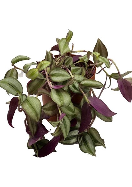 Tradescantia Alacalı Yeşil Telgraf Çiçeği 1 Adet Saksılı 20-40CM