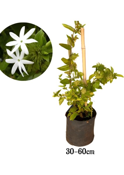 Ful Yasemin Çiçeği Yoğun Kokulu 30-60CM Sarmaşık Bitki (Jasminum)