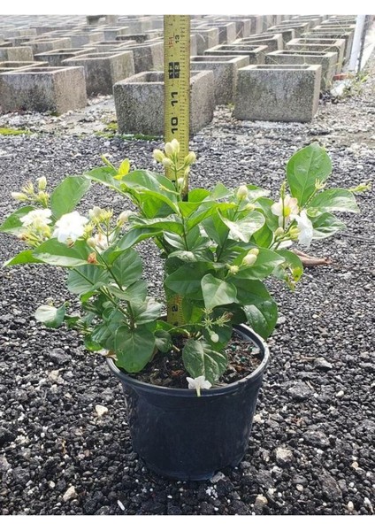 Ful Yasemin Çiçeği Yoğun Kokulu 30-60CM Sarmaşık Bitki (Jasminum)