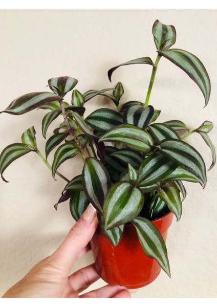 Tradescantia Zebrina Telgraf Çiçeği 1 Adet Saksılı Salon Çiçeği 20-40CM