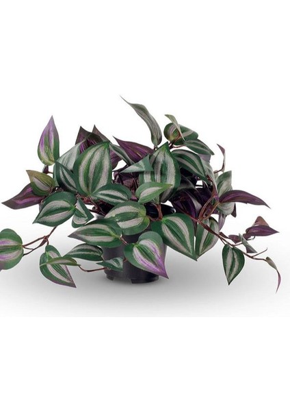 Tradescantia Zebrina Telgraf Çiçeği 1 Adet Saksılı Salon Çiçeği 20-40CM
