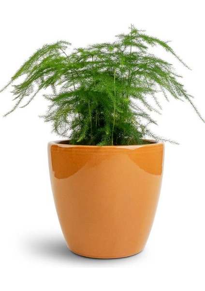 Dolgun Formlu Asparagus Setaceus Tül Çiçeği 15-30CM