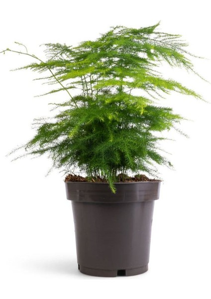 Dolgun Formlu Asparagus Setaceus Tül Çiçeği 15-30CM