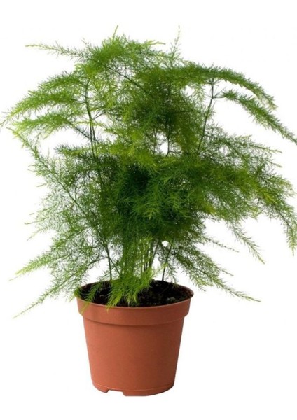 Dolgun Formlu Asparagus Setaceus Tül Çiçeği 15-30CM