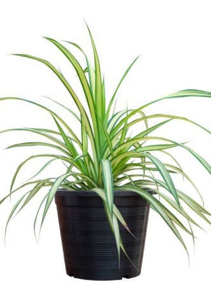 Kurdele Çiçeği Bol Köklü Saksılı Salon Ofis Çiçeği 20-40CM