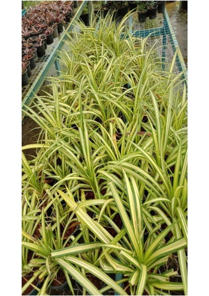 Kurdele Çiçeği Bol Köklü Saksılı Salon Ofis Çiçeği 20-40CM modelleri