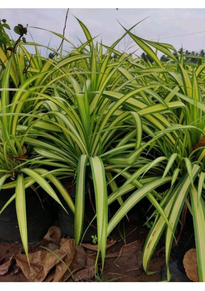 Çok Köklü Salon Çiçeği 1 Adet Saksılı 20-40CM (Chlorophytum Comosum)