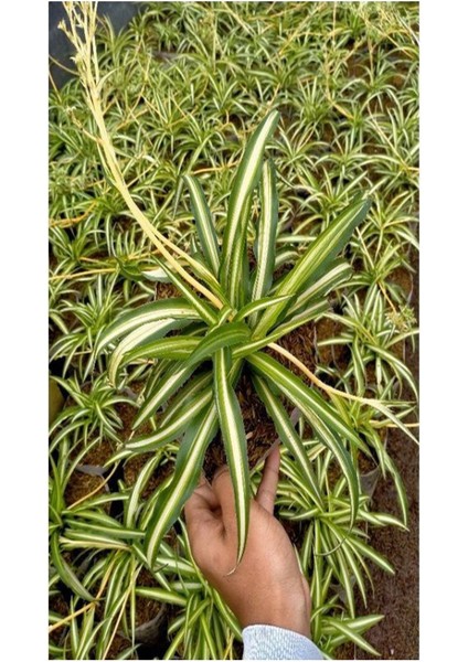 Çok Köklü Salon Çiçeği 1 Adet Saksılı 20-40CM (Chlorophytum Comosum) fiyatları