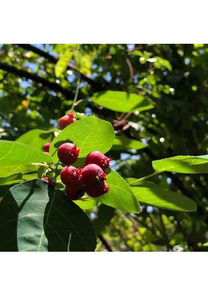 1-2 Yaş Arası Tüplü Söğüt Yapraklı Dağ Muşmulası (Amelanchier) Fidanı - Meyve Veren ve Soğuğa Dayanıklı Fidan