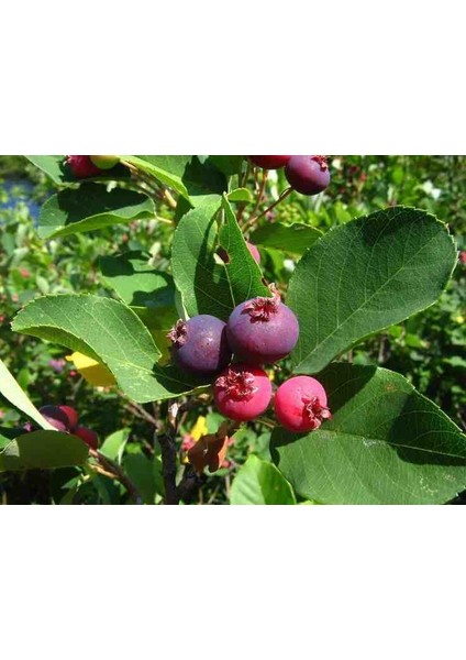 1-2 Yaş Arası Tüplü Söğüt Yapraklı Dağ Muşmulası (Amelanchier) Fidanı - Meyve Veren ve Soğuğa Dayanıklı Fidan