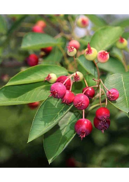 1-2 Yaş Arası Tüplü Söğüt Yapraklı Dağ Muşmulası (Amelanchier) Fidanı - Meyve Veren ve Soğuğa Dayanıklı Fidan