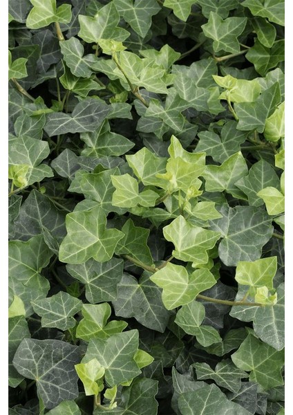 Hedera Helix - Saksılı Sarmaşık Fidanı 40-60 cm (Dayanıklı Çok Yıllık Tırmanıcı Bitki) 1-2 Yaş Arası