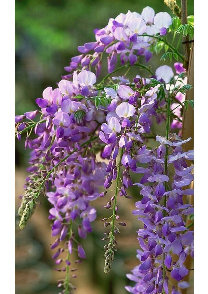 Wisteria Sinensis - Mor Salkım Fidanı (Tırmanıcı ve Hızlı Büyüyen Peyzaj Bitkisi) 1-2yaş Arası Üretim Saksısında