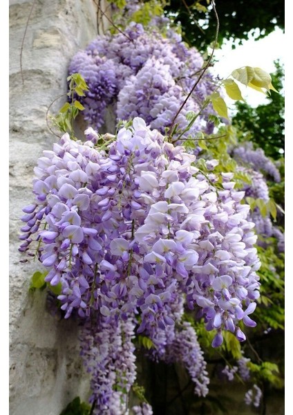 Wisteria Sinensis - Mor Salkım Fidanı (Tırmanıcı ve Hızlı Büyüyen Peyzaj Bitkisi) 1-2yaş Arası Üretim Saksısında modelleri