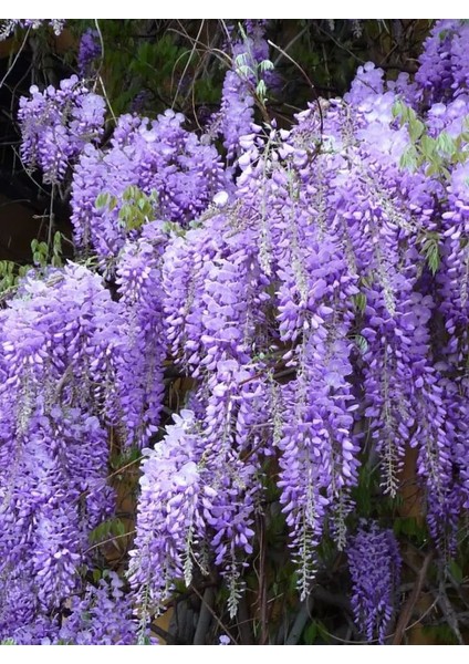 Wisteria Sinensis - Mor Salkım Fidanı (Tırmanıcı ve Hızlı Büyüyen Peyzaj Bitkisi) 1-2yaş Arası Üretim Saksısında fırsatları