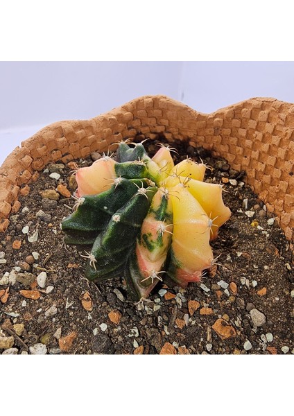 Gymnocalycium Mihanovichii Özel Koleksiyonluk Tür Kaktüs