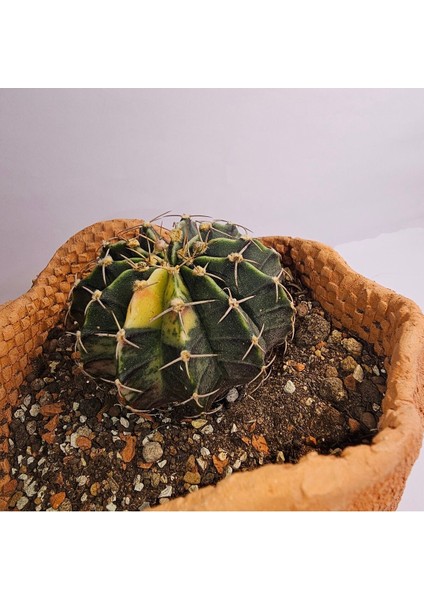 Gymnocalycium Mihanovichii Özel Koleksiyonluk Tür Kaktüs